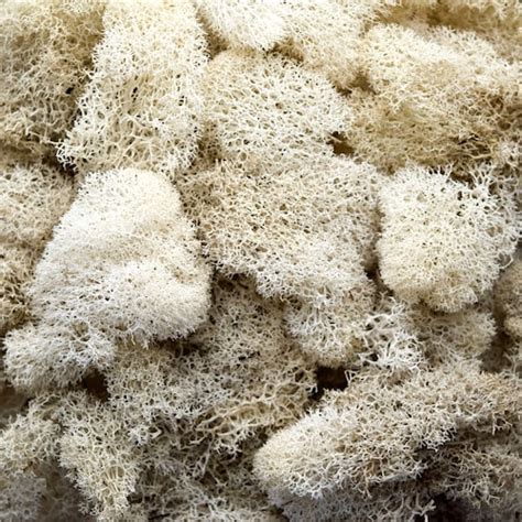 Preserved Reindeer Moss Forest Etsy