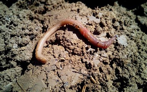 Wormery Starter Kit | Compost Worms