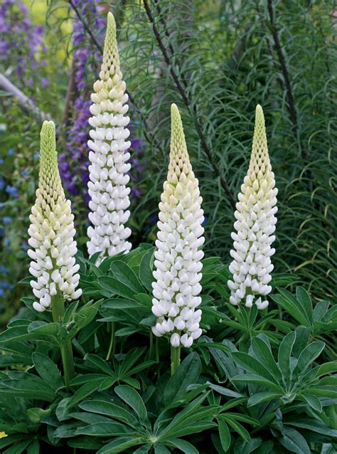 Lupinus Galerie White Lupin Verdes