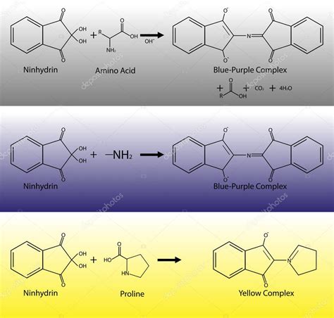 Prueba De Ninhydrin Para Reacciones De Amino Cidos Ecuaciones Qu Micas