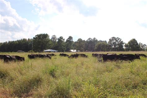 Crabgrass Is Good Forage On Pasture