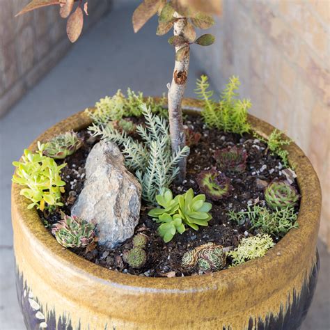 Miniature Succulent Garden Ideas | Succulents and Sunshine
