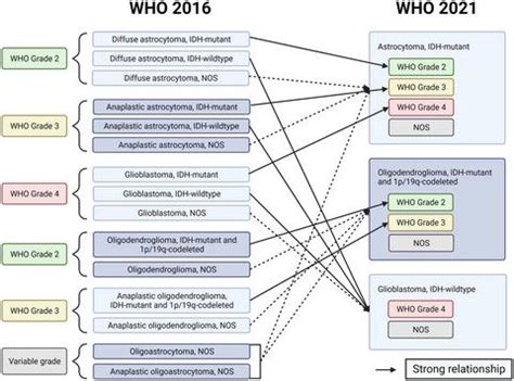 成人型弥漫性胶质瘤的分类世界卫生组织 2021 年更新的影响 Brain Pathology X MOL