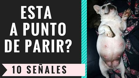 Descubre Los S Ntomas Ocultos Que Indican Que Tu Perrita Est A