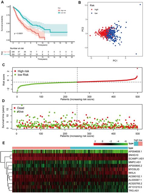 A Innovative Prognostic Symbol Based On Neutrophil Extracellular Traps