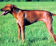 Todo Sobre El Perro Rhodesian Ridgeback Perro Crestado Rodesiano