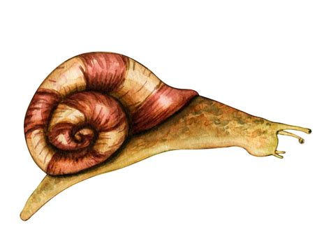 Animal caracol acuarela aislado sobre fondo blanco ilustración pintada