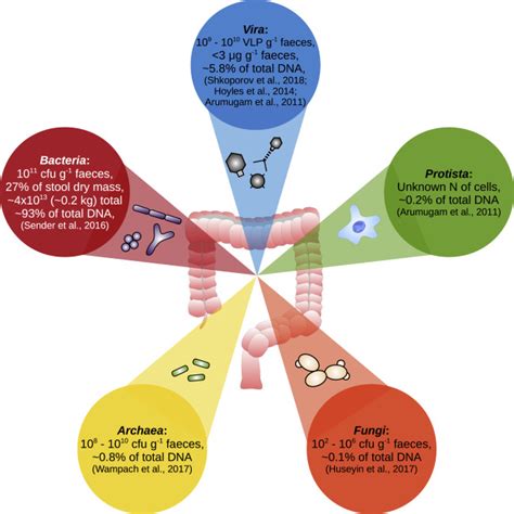 Bacteriophages Of The Human Gut The “known Unknown” Of The Microbiome