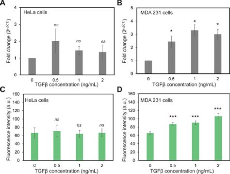 Detection Of Exogenous Mir 155 Expression In Hela Cells And Mda Mb 231