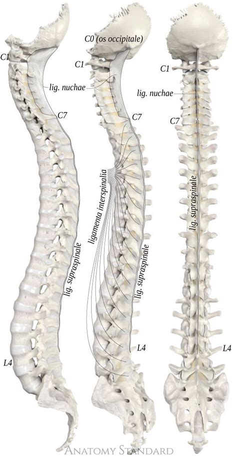 The Nuchal Supraspinal And Interspinal Ligaments Human Anatomy