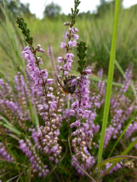 Heathland Guided Walk Greensand Country