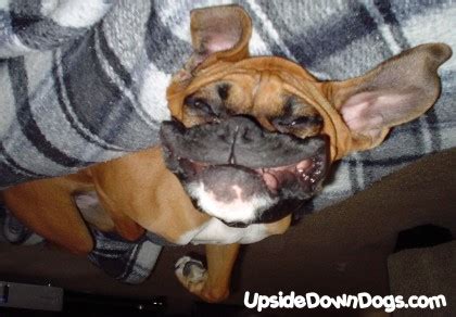 Funny wallpapers|HD wallpapers: Funny boxer dog pictures