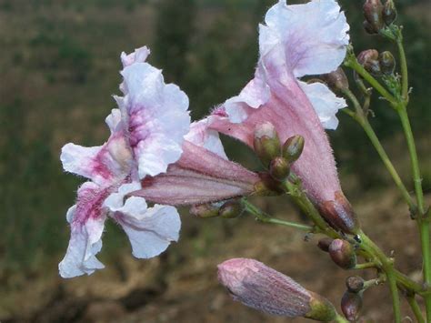 West African Plants A Photo Guide Stereospermum Kunthianum Cham