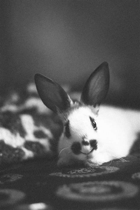 animal photography     pexels