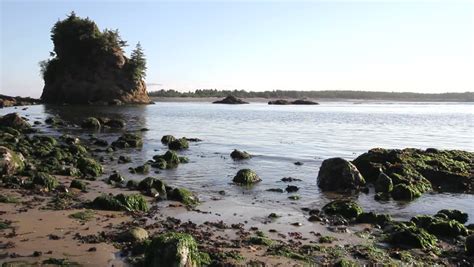 Lowtide At Garibaldi Beach Along Oregon Coast With Slippery Moss