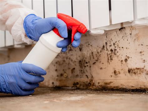 Does My Florida Insurance Policy Cover Mold Damage