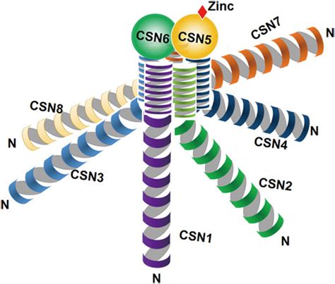 Cop9 Signalosome Discovery Conservation Activity And Function Qin