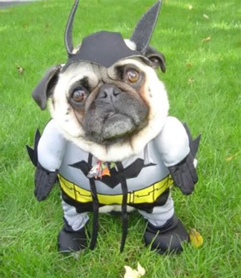 Pug says Batman! | Know Your Meme