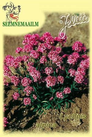 Alpine catchfly : seeds : buy online