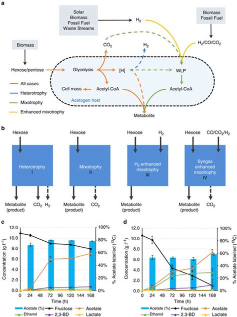 The Concept Of Mixotrophy And Its Demonstration A B Different Modes