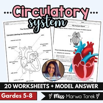 Circulatory System Editable Worksheets Ms Marwa Tarek By Ms