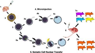 Frontiers Production Of Pigs From Porcine Embryos Generated In Vitro