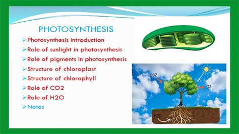 Photosynthesis Process Photosynthesis In Higher Plants Class 11