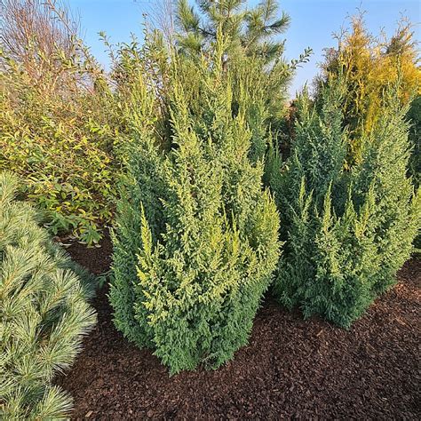 Juniperus Squamata Loderi Find Haveplanter