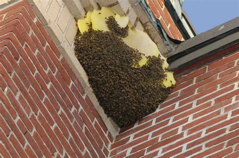 Removal Bees Nest Photos