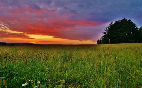 The sunset of grassland Mac Wallpaper Download | AllMacWallpaper