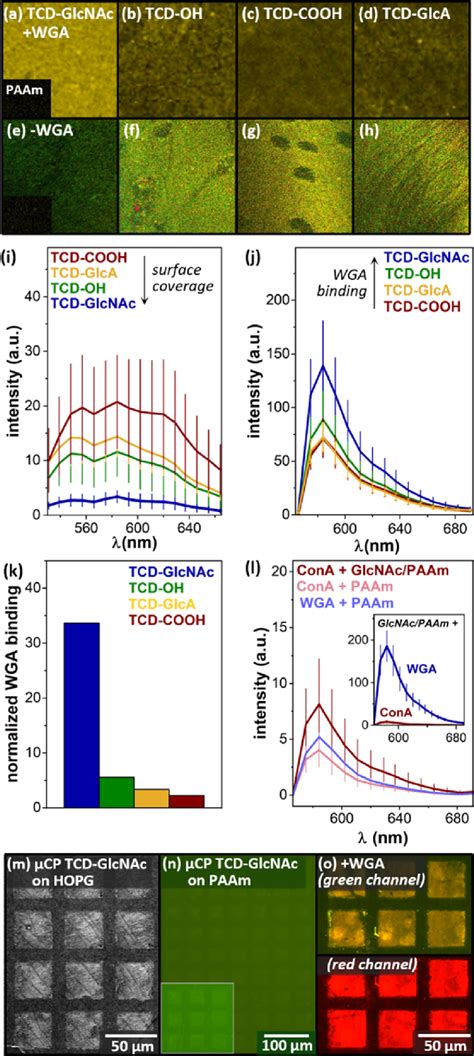 Ad Fluorescence Images Of Monolayers After Exposure To WGA 5