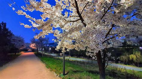 Cherry Blossom : korea