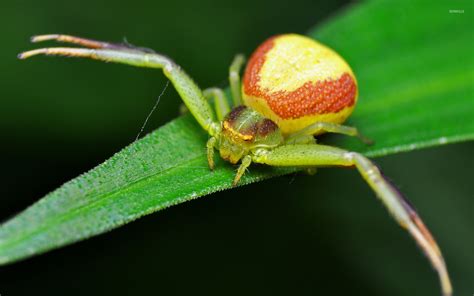 Crab Spider wallpaper - Animal wallpapers - #17583