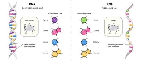 Dna And Rna Sequencing Royalty-Free Images, Stock Photos & Pictures ...