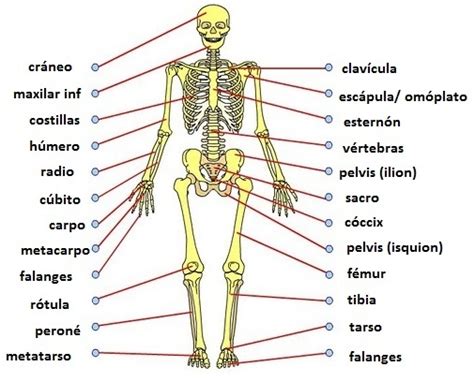 Los Huesos Del Cuerpo Humano Escuelapedia Recursos 34950 Hot Sex Picture