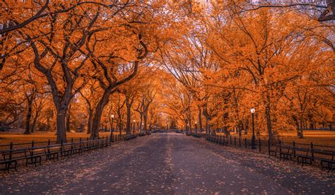 Central Park Fall Wallpaper