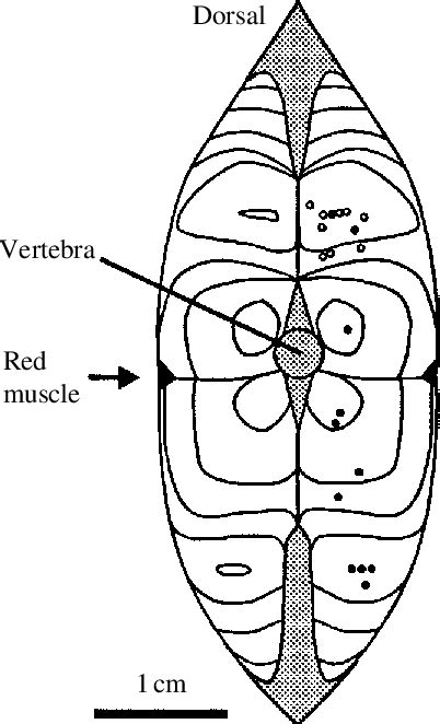 Myotomes Fish