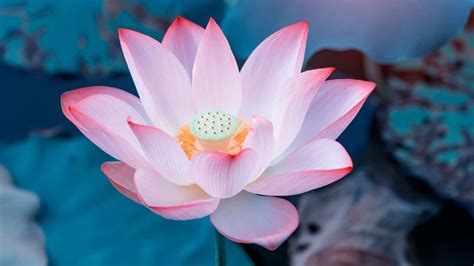 Lotus Flower: Symbolism, Meaning, and How to Grow It