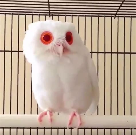 This Red-Eyed Owl Is 100% Real