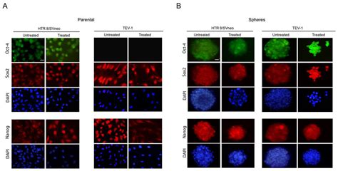 Expression Of NANOG OCT 4 And SOX2 In Transformed Trophoblast