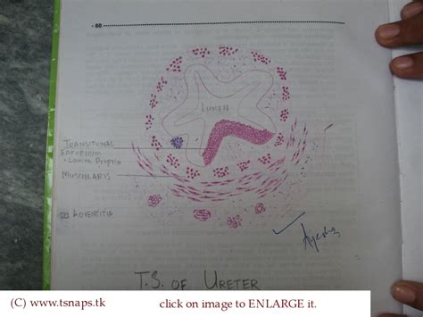 Histology Slides Database: histological diagram of transverse section ...