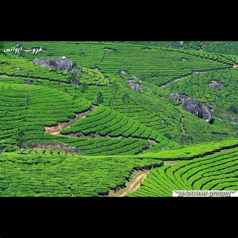 Monarkerala India Farm Of Tee 1600m Up From The See مزار Flickr