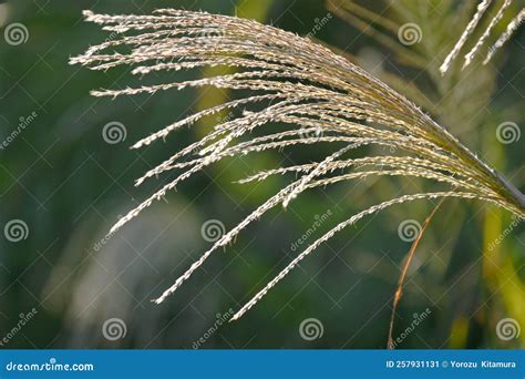 Japanese Pampas Grass Flowers Stock Image Image Of Japanese Asia 257931131