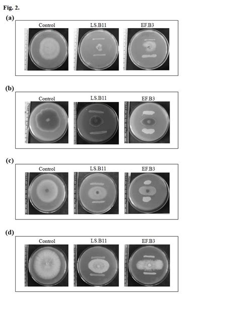 In Vitro Antifungal Activity Against Plant Pathogenic Fungi A Fungal