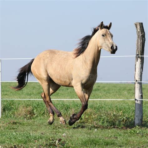 Buckskin Quarter Horse / buckskin quarter horse filly | Horses, Quarter horse ... - From ...