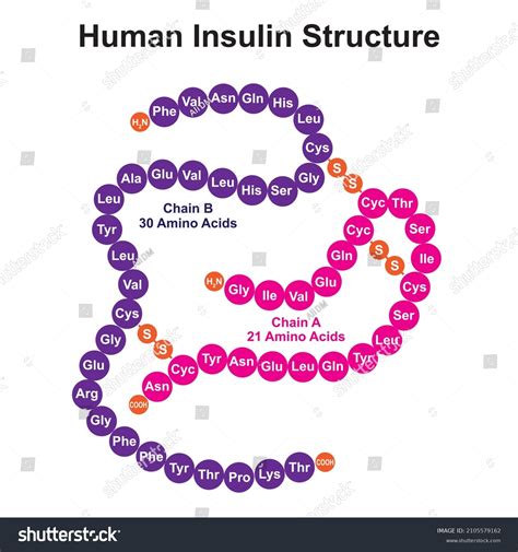 Scientific Designing Of Human Insulin Structure Royalty Free Stock