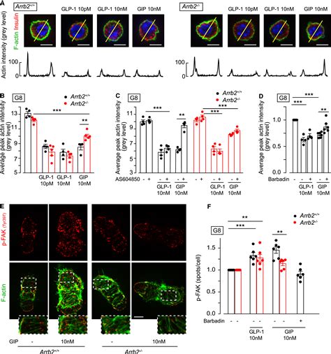 Glp 1 And Gip Receptors Signal Through Distinct β Arrestin 2 Dependent