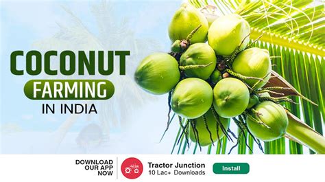 Coconut Farming In India Coconut Cultivation And Harvesting Tips