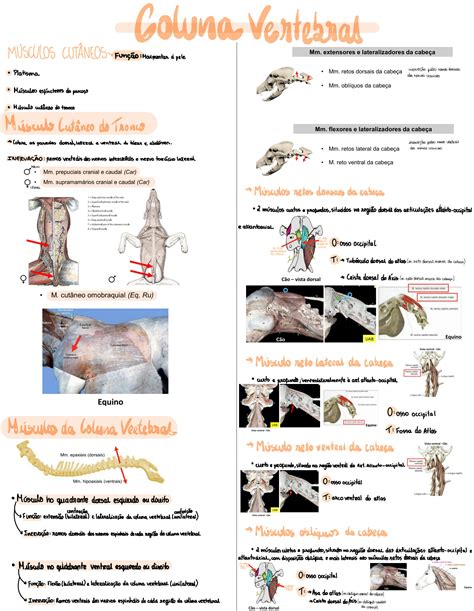 SOLUTION Anatomia Veterin Ria Ii M Sculos Coluna Vertebral Studypool