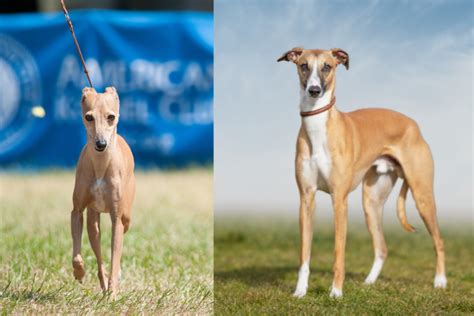 Italian Greyhound Whippet: How To Tell The Difference, 41% OFF